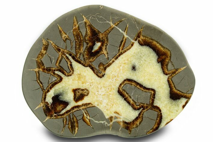 Polished Septarian Slab - Utah #378541